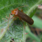 Leather-winged beetle  Family Cantharidae