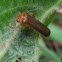 Leather-winged beetle  Family Cantharidae