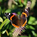 Red Admiral