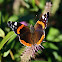 Red Admiral