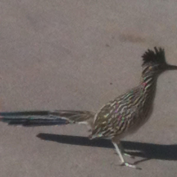 Road Runner Project Noah