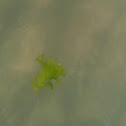 Green algae - seaweed