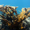 Elkhorn Coral