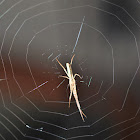 Slender Crab Spider