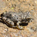 Toad