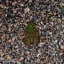 Cricket Frog