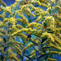 Red wasp