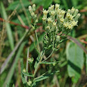 False Boneset