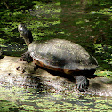 Eastern Painted Turtle