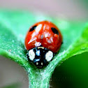 2-Spot Ladybird Beetle