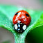 2-Spot Ladybird Beetle