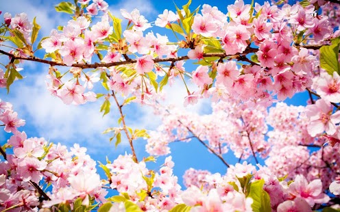 How to mod 3D Cherry Blossoms patch 1.2 apk for laptop