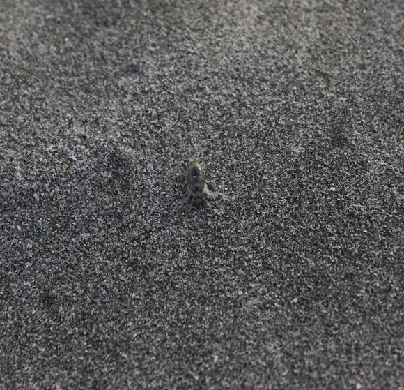 Spotting Image 1