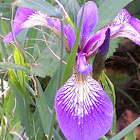 Wild iris