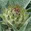 Cardoon