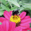 Bumblebee