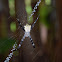 Hawaiian Garden Spider