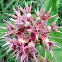 Showy Milkweed