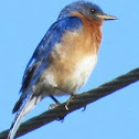 Eastern Bluebird
