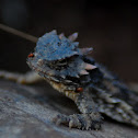 Coast Horned Lizard