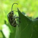 Groundselbush Beetle
