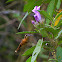 Reddish Hermit