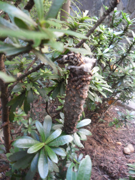 Spotting Image 1
