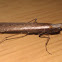 Bark mantid