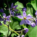 Nightshade