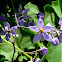 Nightshade