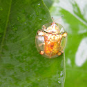 Asian Golden Tortoise Beetle