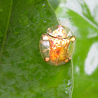 Asian Golden Tortoise Beetle