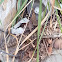 southern alligator lizard