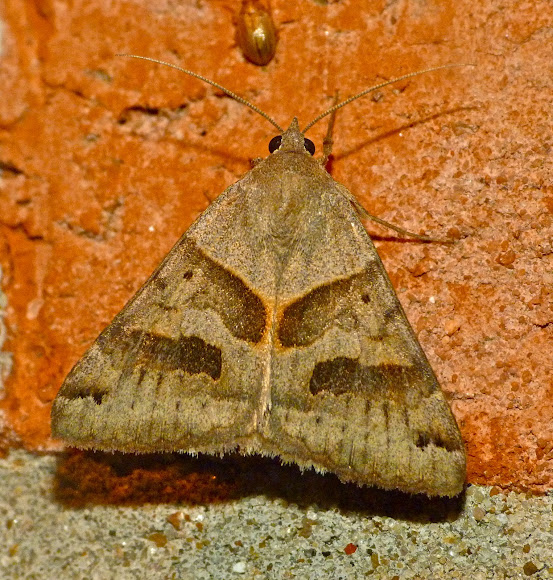 Spotting Image 1