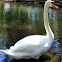 Swan