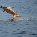 Grey or Spot-billed pelican