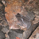 Crested forest toad