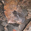 Crested forest toad