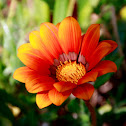 Gazania
