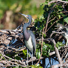 Tricolored Heron