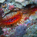 Electric Flame Scallop