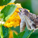 Corn earworm moth