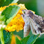 Corn earworm moth