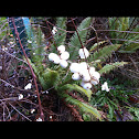 Snowberry