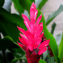 Red Ginger