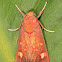 Tiger Moth