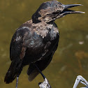 Boat-tailed Grackle