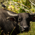 Carabao