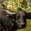 Carabao