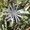 Flor azul